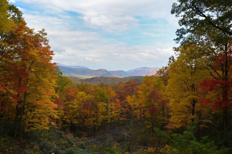 Great Smoky Mountains National Park fall-colored forest.