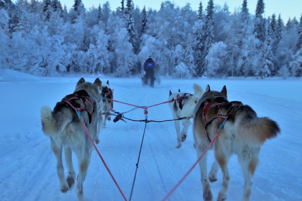 Sled dog mushers in Lapland.