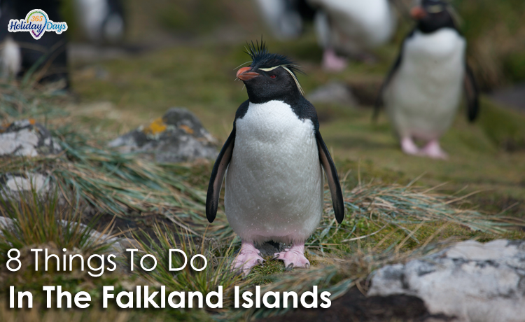 8 Things To Do In The Falkland Islands: Land of the Penguins