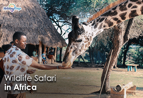 Safari Adventures The Best Wildlife Destinations in Africa