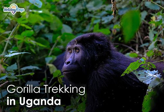 Gorilla Trekking in Uganda: A Once-in-a-Lifetime Wildlife Encounter