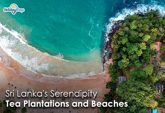 Sri Lanka’s Serendipity: A Journey through Tea Plantations and Beaches